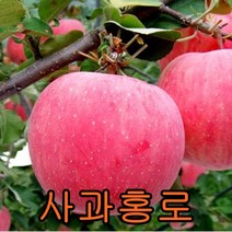홍로사과 접1년특 1그루+루비에스사과1 묶음 나무 묘목 과일나무 유실수