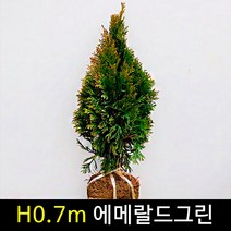 금산묘목나라 에메랄드그린 H0.7m 분다리 묘목 1주