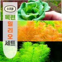 [수초몰] 목련밀리오 총 10촉 / 초보 수초 구피 어항 물고기 금붕어 열대어 부상 물배추 베타, 목련2촉+레드밀리오4촉+그린밀리오4촉