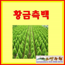 (EV소망)황금측백묘목 키50-60센치(분) 1그루
