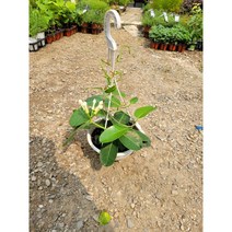 45~60cm 마다가스카르자스민 넝쿨자스민 행잉 149