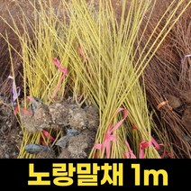 조팝나무 1주 1m 개화주 화분묘 봄꽃 장미조팝, 1개
