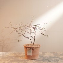 애스토니 뮬렌베키아 마오리소포라 분위기 있는 추위에 강한 식물, 토분받침, 멍멍가습기