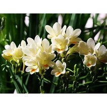 멀티컬러 프리지아(향기로운 샤베트) 씨앗 20캡슐, 노란색, 프리지아씨앗 20캡슐