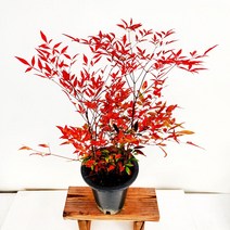 꽃나무팜 예쁘게 단풍진 남천 중대품 남천키우기 따듯한 남부지방 노지월동 복을가져다주는나무 배송비포함