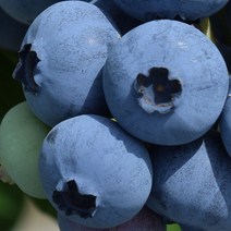 [충북농원] 브리지타 블루베리 묘목 - 5년생포트, 단품, 1개