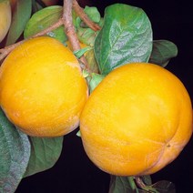 같이가치농원 감나무 단감나무 (차량) 접목1년특묘