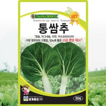 통쌈추 씨앗 통쌈추 씨 종자 50립, 1개