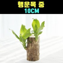 곰빵몰 행운목 약 6CM 세로 10CM 실내공기정화식물