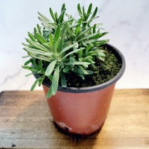 잉글리쉬라벤더 - 허브의 여왕 향의여왕