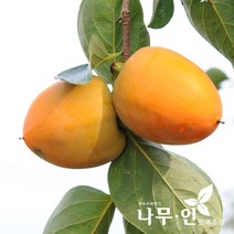 [나무인] 대봉감나무 묘목 2그루, 2개