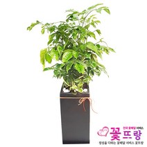 꽃뜨랑 개업화분 전국당일꽃배달 스투키 행운목 금전수 황금죽, 1개, a04 대박나무
