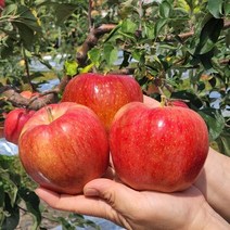 껍질째먹는 햇사과 가정용 선물용 못난이 흠집 꿀사과, 선물용3kg(9과내외)