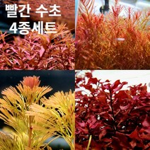 플랜츠마스터(수초주인장) 빨간 수초 4종 셋트 (블러드레드 로탈라홍콩 레드카붐바 슈퍼레드), 1