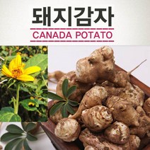 생 돼지감자 5kg 10kg 국내산 100% 뚱딴지 장아찌 베타카로틴 당 건강식품, 참 구수한 흰 돼지감자 5kg