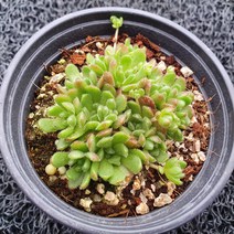 봄의정원 매화 바위솔/월동다육