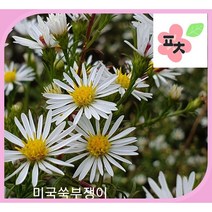 미국쑥부쟁이 씨앗 (500립) - 종자씨앗 꽃씨앗 채소씨앗 구근식물 야생화 약초 포천매화동농장 씨앗모음