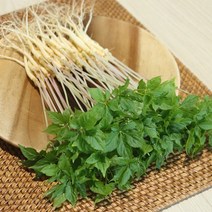 전남 무안 수경재배 새싹삼 특 50뿌리