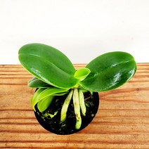 꽃나무팜 대엽 풍난 풍란 소품 공기정화 향기나는꽃 원예종 동양난 선별배송