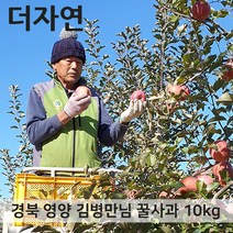 경북 영양 꿀부사 사과 가정용 5kg 20-21과, 단품