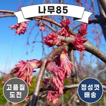 (나무85) 계수나무 실생2년 묘목 ( 3주묶음 )