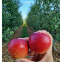 홍천 루비에스 사과 미니사과 한입사과, 1박스, 3kg