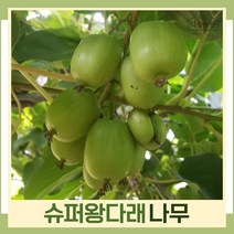 다래나무 묘목 슈퍼왕다래 숫나무 삽목2년 포트묘 3개