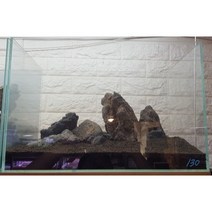 실물 하드스케이프 레이아웃 수조 17