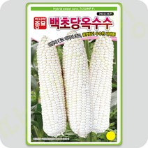 흰색 백 초당 옥수수 씨앗 100립
