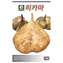 히카마(얌빈)씨앗 10g, 단품