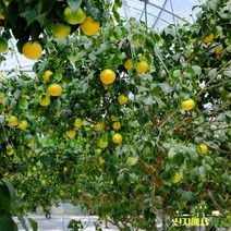산지에서바로 당도선별 초고당도 샤인머스켓 2kg 가정용 (4수)(5수) 샤인머스켓선물세트, 3. 샤인머스켓 2kg(5수)