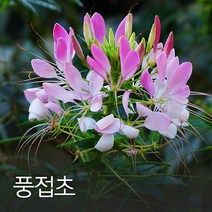 코리아팜 풍접초100g