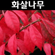 화살나무 키80cm 1개/나무 묘목/활엽수/정원용