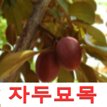 (성실G)추희 자두나무묘목 접목1년 3그루