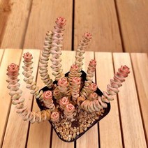 루페스트리금 키우기 쉬운 다육 식물 화분별도1-80랜덤, 단품