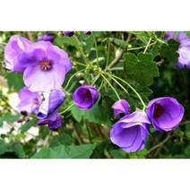 [모야모 꽃씨] 블루아부틸론 5립, 소포장 5립, 1개