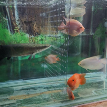 분리 어항 파티션 가림막 루바망 투명 부화통 칸막이