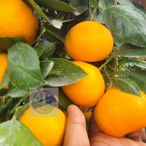 제주도_밀감_귤림원_로얄과_감귤_귤_제주_2.5kg_타이벡 37D9, 상세페이지 참조