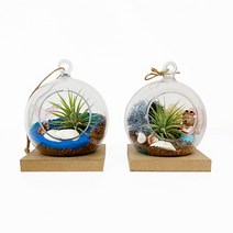 토단 집콕 여름 바닷가에 핀 이오난사 테라리움 만들기 1인용 2종, 모스 산호섬에 핀 이오난사 테라리움