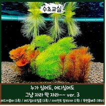 [수초교실] 누가심어도!! 어디심어도!! 잘 자라는 수초세트 ver.3 (레드카붐바 레드밀리오필름 자이언트암브리아 목련물배추)