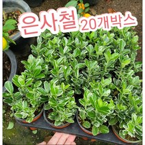 은사철-20개박스/은백색흰태가 잎가장자리에있어 어느사철나무보다 품위가
