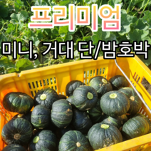 [고당도 맛있게 고소한] 국산 단호박 미니 밤호박 보우짱 못난이 실속과 로얄과 산지직송 1kg 2kg 3kg 5kg 10kg, 2.2) [단호박] 실속과 3kg, 1개