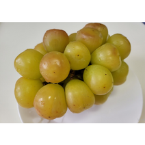 대황옥 호로요이 삽목 묘목 포도나무, 삽목포트묘, 1개