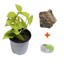 DIY 마이플랜츠 목화석형광스킨답서스, 단품