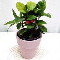 천냥금 빨간열매 수경재배 관리쉬운 공기정화 식물, 단품