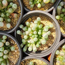 [해뜰다육] 오십령옥 다육식물 선인장, 1개