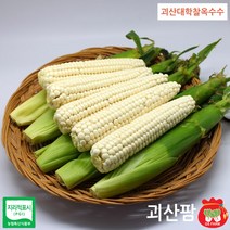 괴산팜 급냉 괴산 대학찰생옥수수 남녀노소 건강한 먹거리, 1박스, 15통 무선별