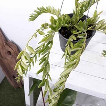 러브코리아 호야안젤리나 실내인테리어식물 행잉식물, 단품, 1개