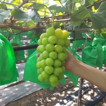 싱싱한 고당도 영천 샤인머스켓 포도 가정용, 4kg(6~7송이)