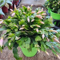 게발선인장 연핑크 특품